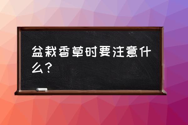 种植的干香草摆放屋里净化空气吗 盆栽香草时要注意什么？