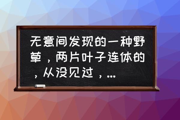 黄叶假连翘怎么生长 无意间发现的一种野草，两片叶子连体的，从没见过，不知道叫什么，有什么用？