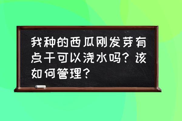 西瓜苗移栽后浇水的正确方法 我种的西瓜刚发芽有点干可以浇水吗？该如何管理？