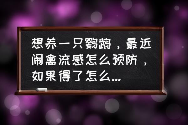 禽流感预防及处理方法 想养一只鹦鹉，最近闹禽流感怎么预防，如果得了怎么看出来？