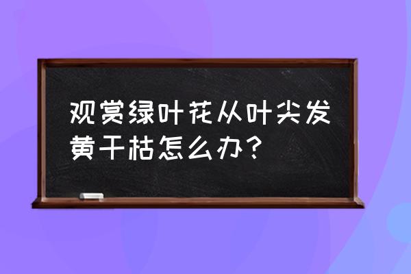 花的叶子发黄有什么办法 观赏绿叶花从叶尖发黄干枯怎么办？