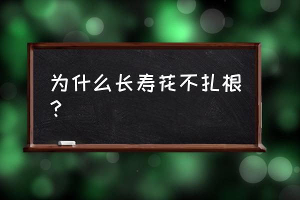 长寿花两个月不浇水能活吗 为什么长寿花不扎根？