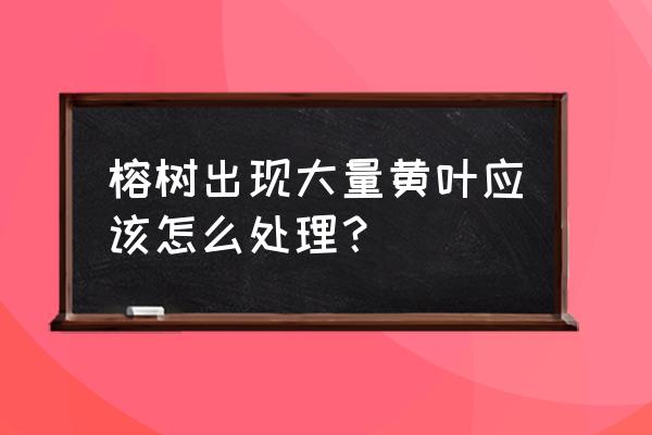 榕树掉叶子黄叶如何补救 榕树出现大量黄叶应该怎么处理？