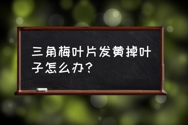 三角梅叶子发黄脱落是什么原因 三角梅叶片发黄掉叶子怎么办？