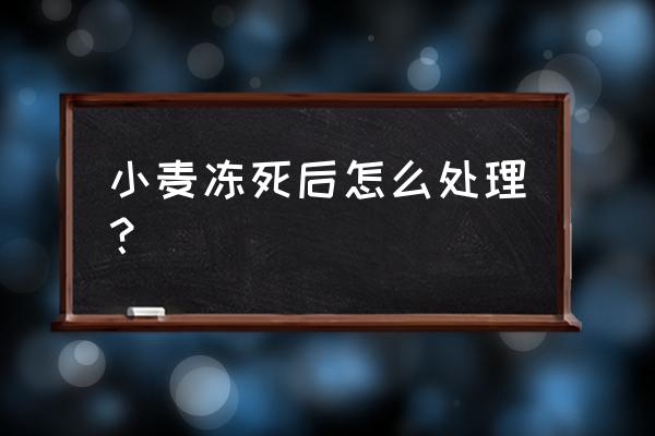 新版的迷你世界的耙子怎么耕地 小麦冻死后怎么处理？