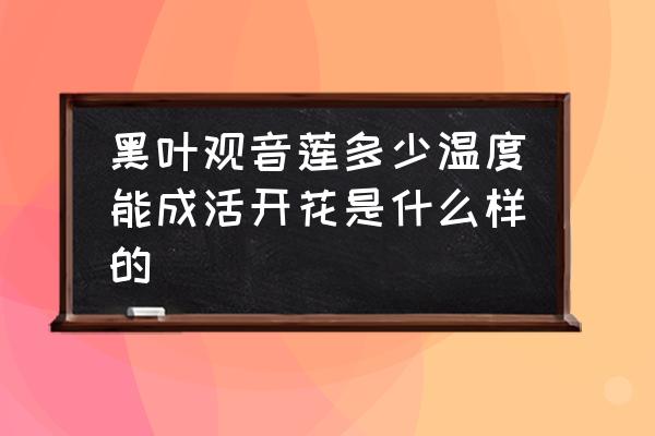 黑观音莲种植冬天养护 黑叶观音莲多少温度能成活开花是什么样的