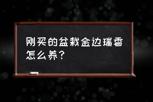 金边瑞香怎么养长得快 刚买的盆栽金边瑞香怎么养？