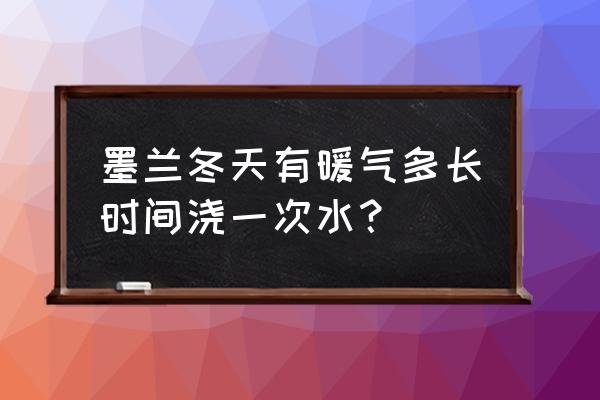 室内墨兰冬天怎么浇水 墨兰冬天有暖气多长时间浇一次水？