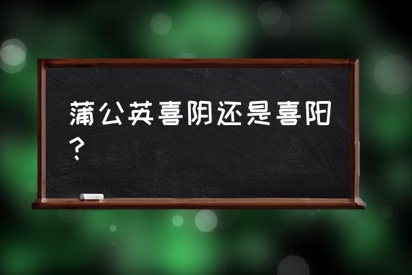 蒲公英烘干机烘干温度控制 蒲公英喜阴还是喜阳? 蒲公英烘干机烘干温度控制 蒲公英喜阴还是喜阳?