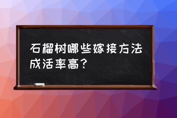 石榴树夏天嫁接方法 石榴树哪些嫁接方法成活率高? 石榴树夏天嫁接方法 石榴树哪些嫁接方法成活率高?