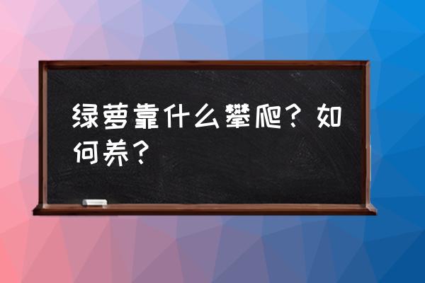 绿萝怎样土培才能活 绿萝靠什么攀爬？如何养？