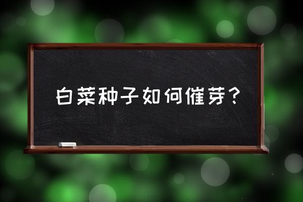 大白菜留种子方法 白菜种子如何催芽? 大白菜留种子方法 白菜种子如何催芽?